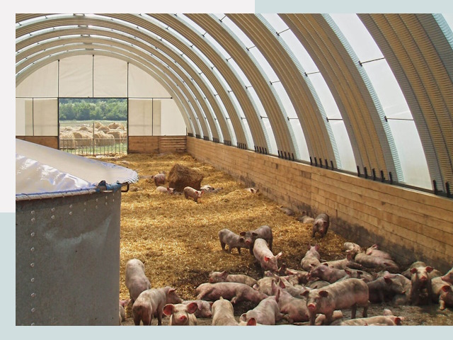 Строительство свинарников в Отрадном