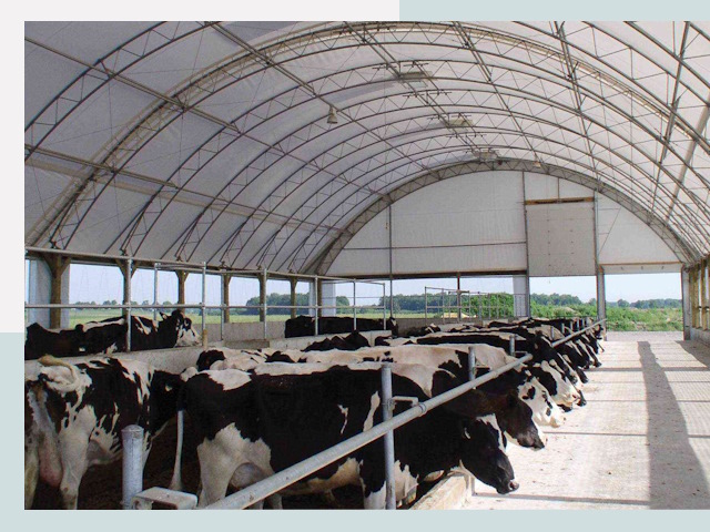 Тентовые коровники в Отрадном